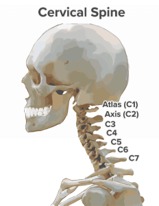 Anatomical drawing of human neck with vertebrae listed out.