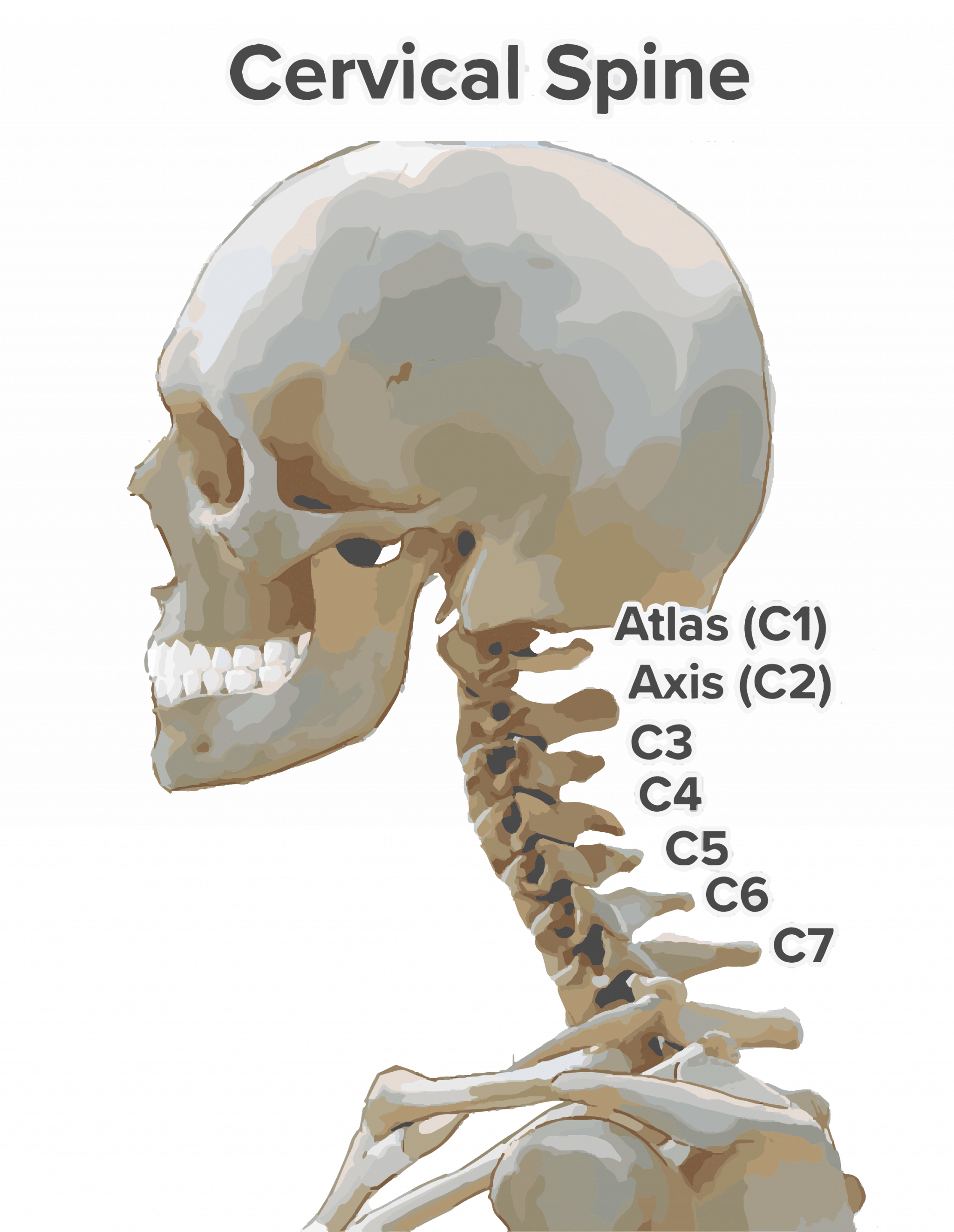 Neck Cervical Spine Anatomy