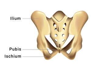 Closeup of anatomical hip drawing listing regions of hip bone.