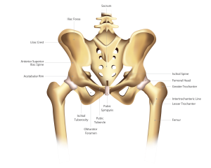 Anatomical drawing of hip listing bones.